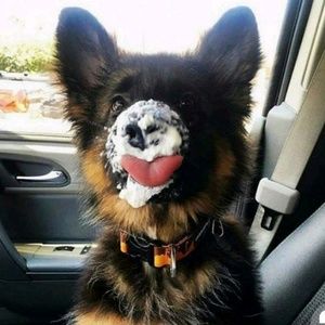 Meet your Posher, Noah